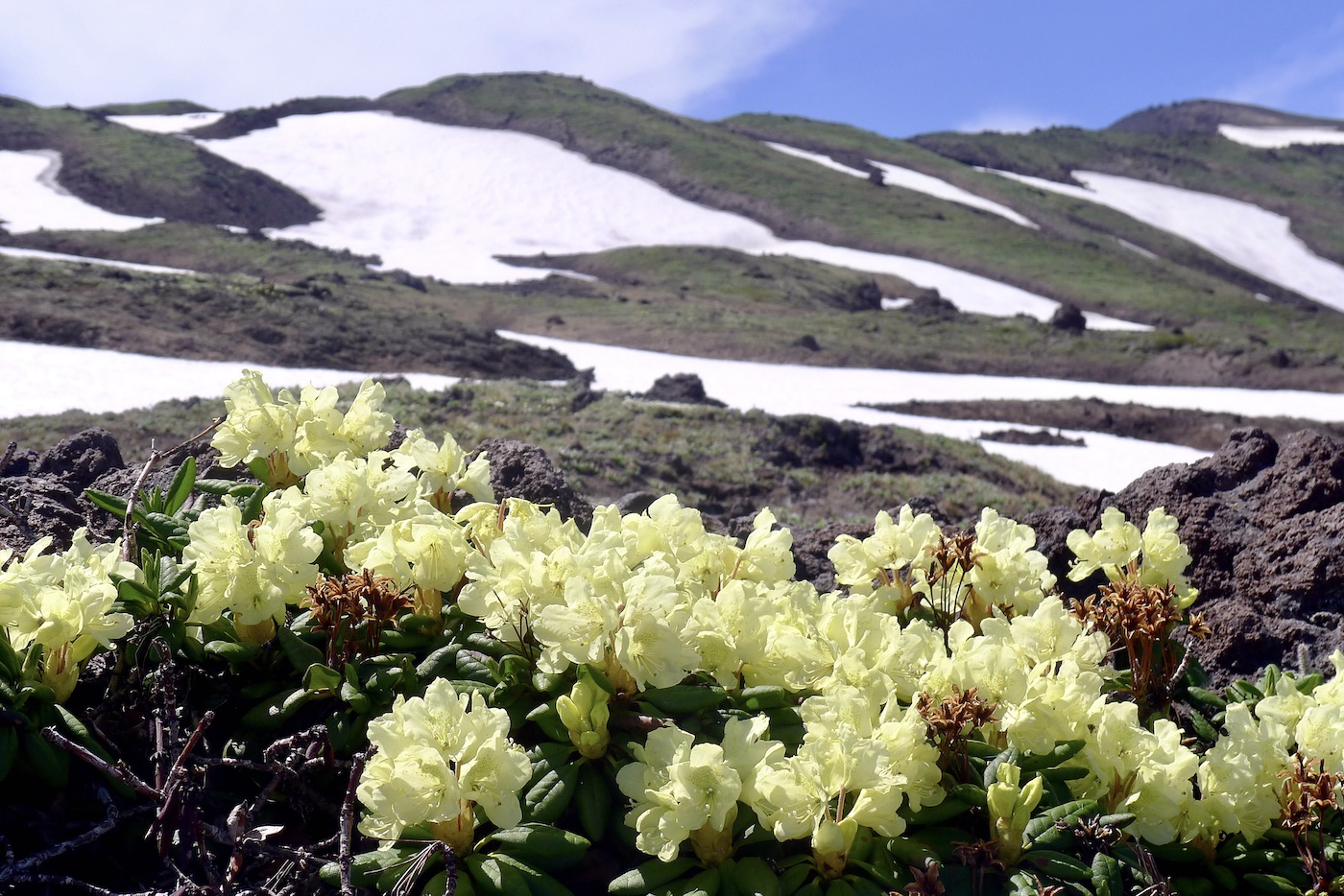 Изображение особи Rhododendron aureum.