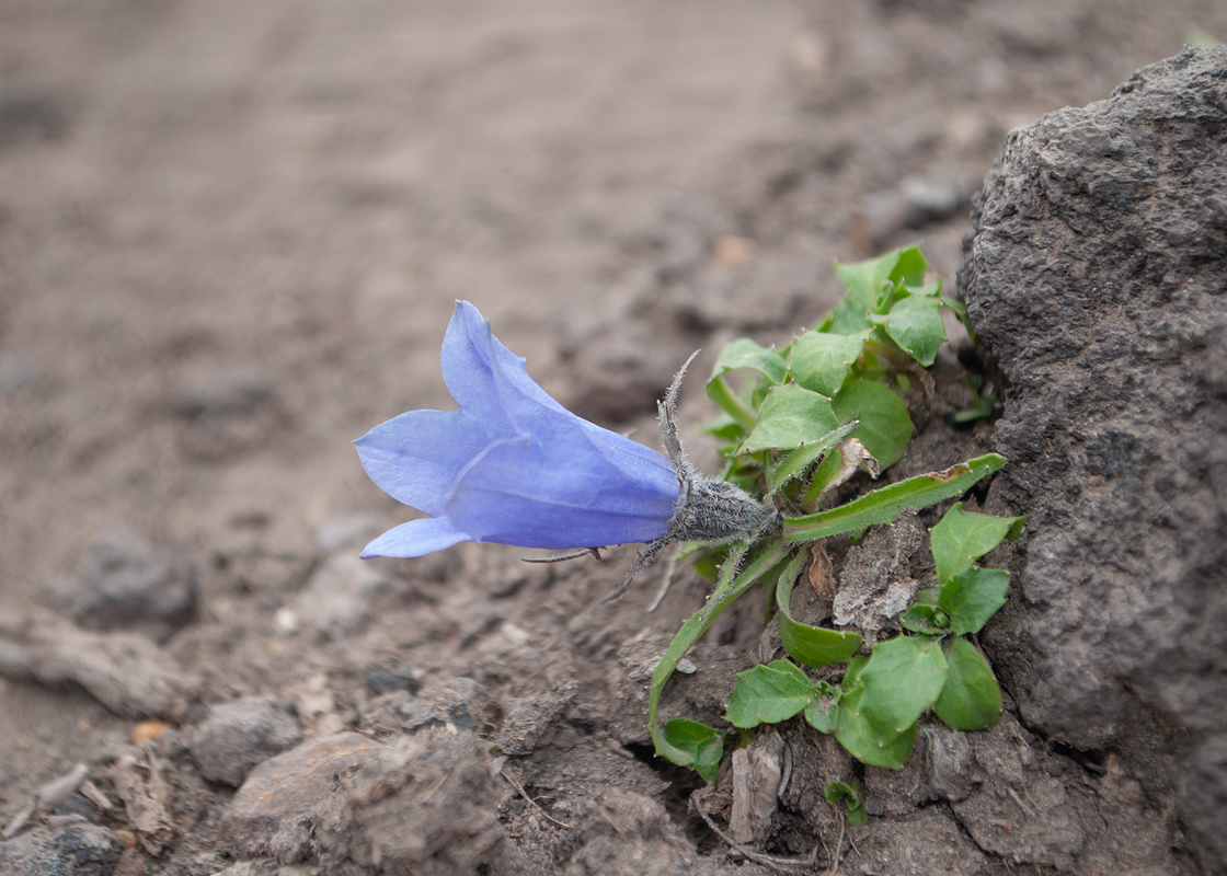 Изображение особи Campanula lasiocarpa.