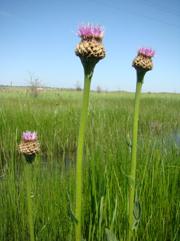 Изображение особи Stemmacantha serratuloides.