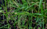 Scirpus radicans. Верхушка побега с соцветием. Московская обл., Дмитровский гор. округ, берег оз. Свиное, опушка черноольшанника, топкий участок берега у воды. 21.07.2024.