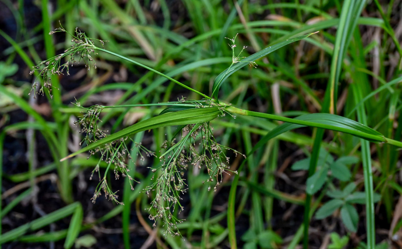 Image of Scirpus radicans specimen.