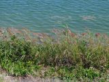 Calamagrostis pseudophragmites