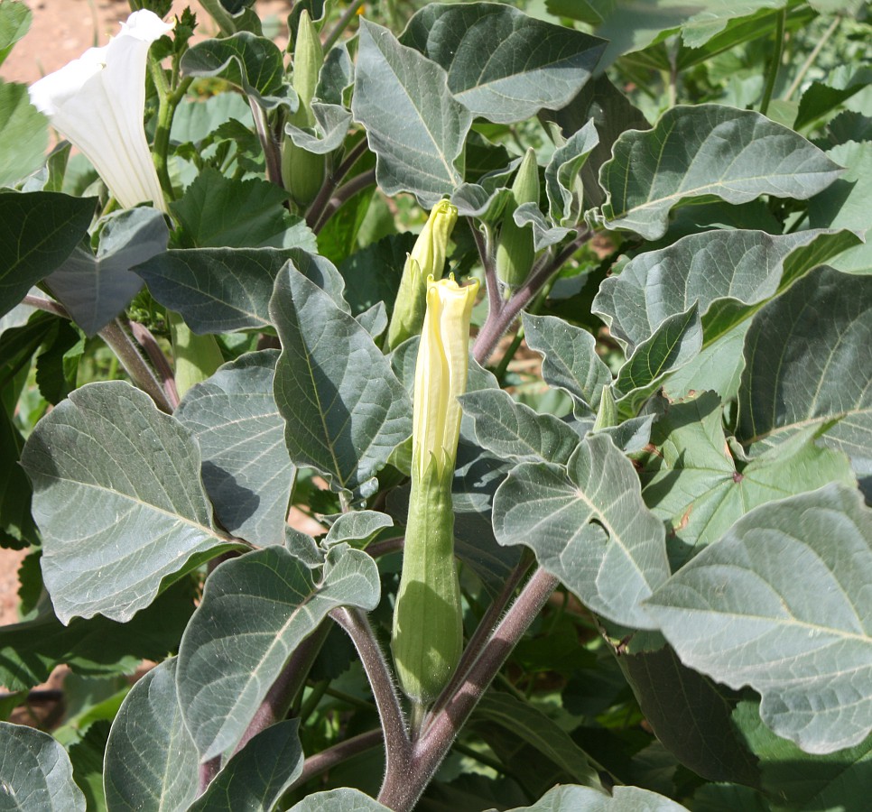 Image of Datura innoxia specimen.