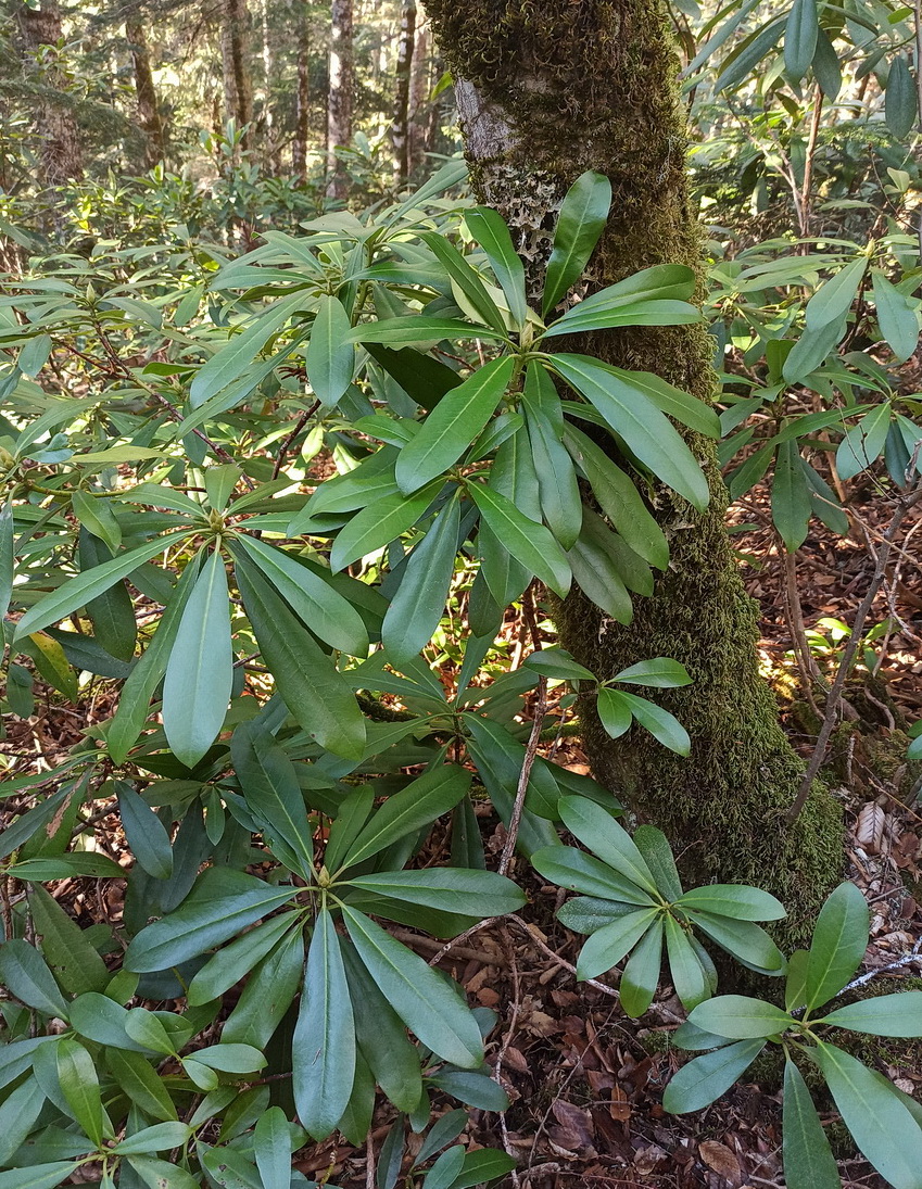 Image of Rhododendron ponticum specimen.