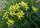 Смотреть изображение Ligularia thomsonii