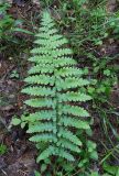 View full-size image Dryopteris cristata