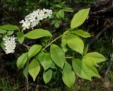 Смотреть изображение Padus avium