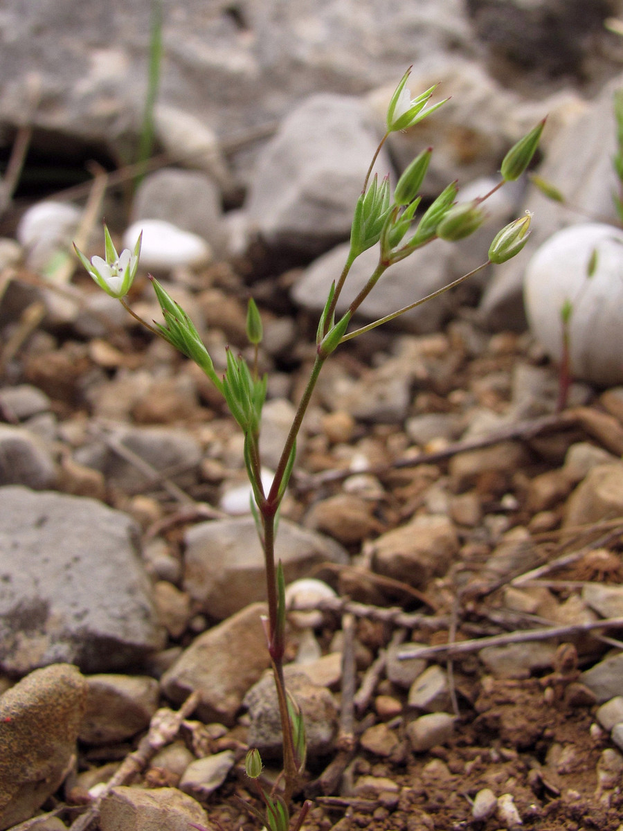 Изображение особи Minuartia pseudohybrida.