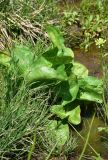 View full-size image genus Caltha