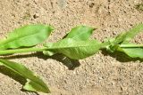 View full-size image Knautia montana