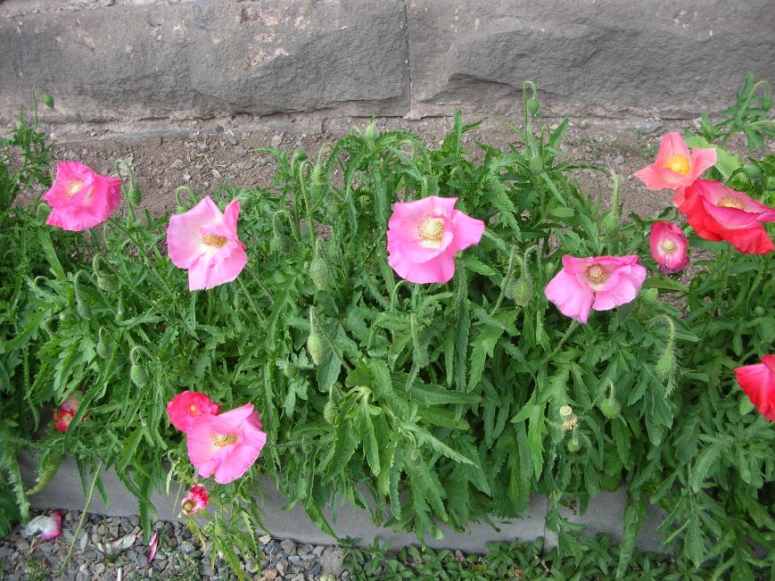 Image of Papaver rhoeas specimen.