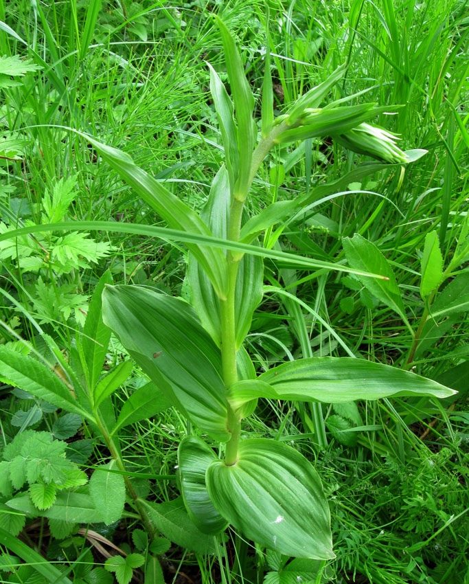 Изображение особи Epipactis helleborine.