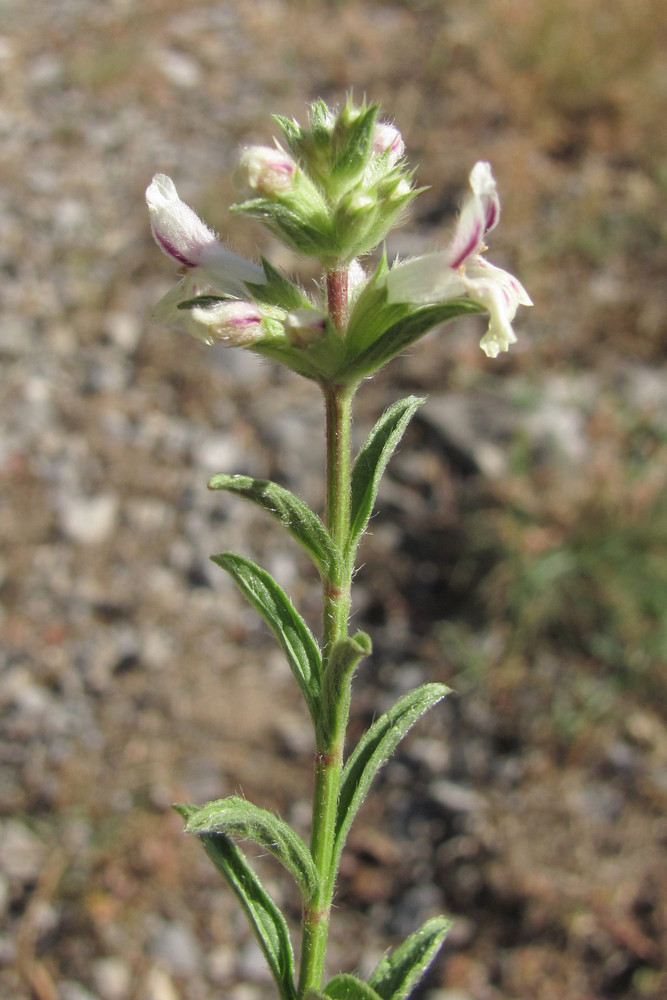 Image of Stachys iberica specimen.