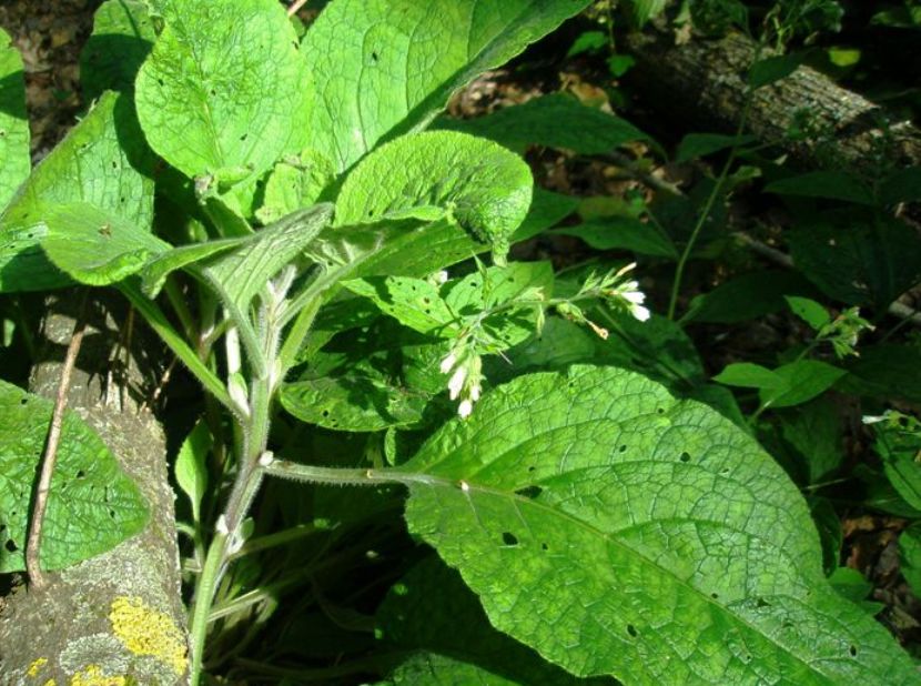 Image of Symphytum tauricum specimen.