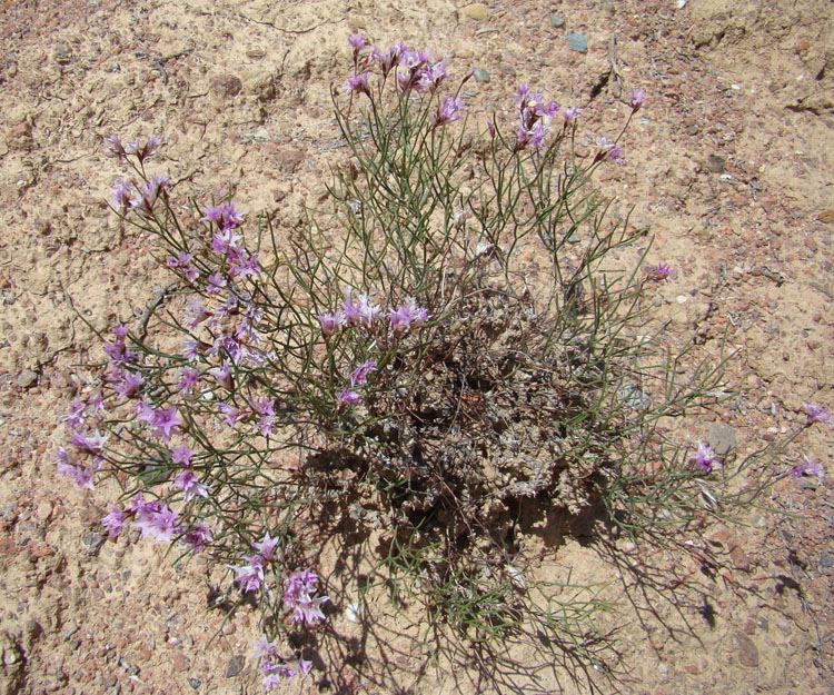 Image of Limonium kaschgaricum specimen.