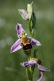 Смотреть изображение Ophrys apifera