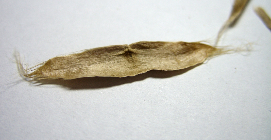 Image of genus Catalpa specimen.