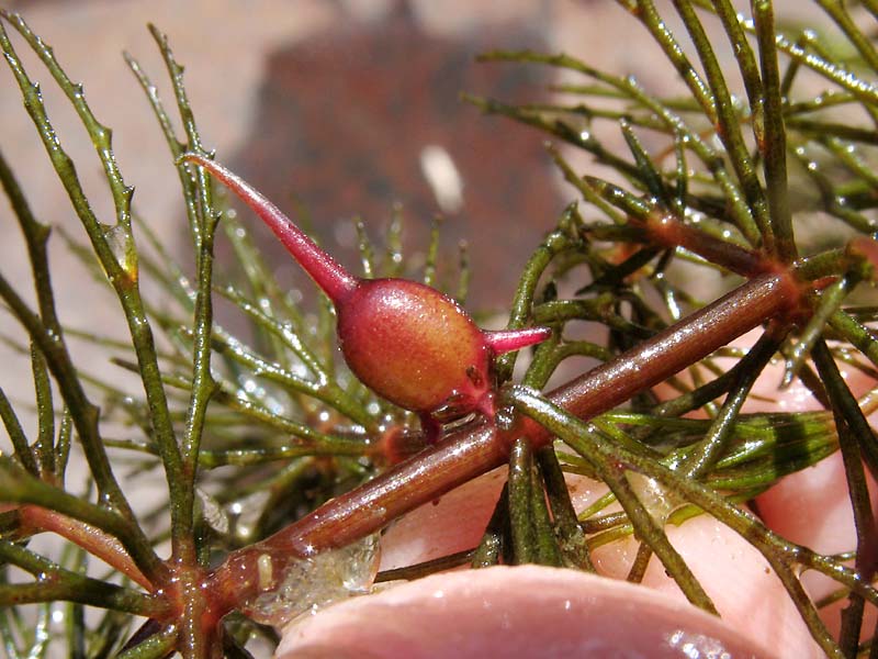 Image of Ceratophyllum demersum specimen.