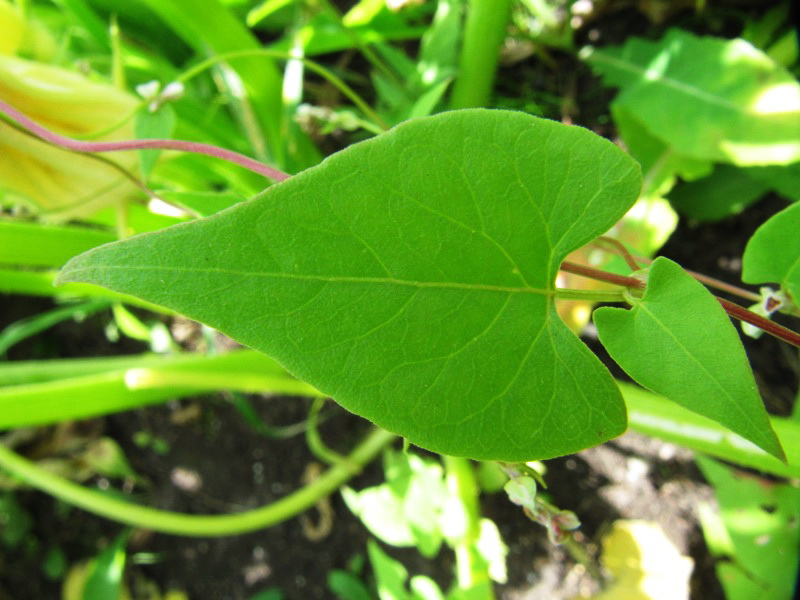 Изображение особи Fallopia convolvulus.