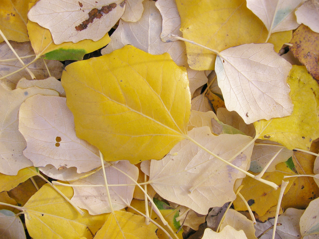 Image of Populus alba specimen.