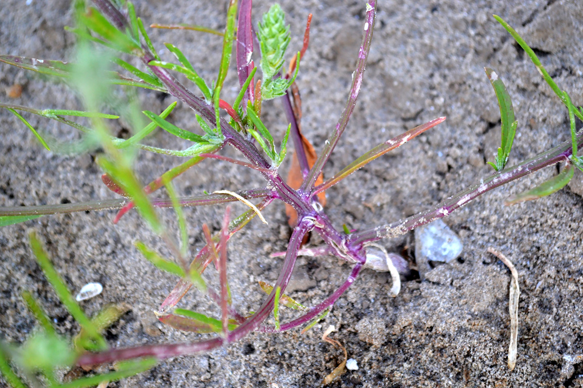 Image of Corispermum hyssopifolium specimen.