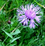 Centaurea jacea. Соцветие. Чувашия, Моргаушский р-н, у дороги к дер. Шомиково, опушка леса. 12.07.2011.