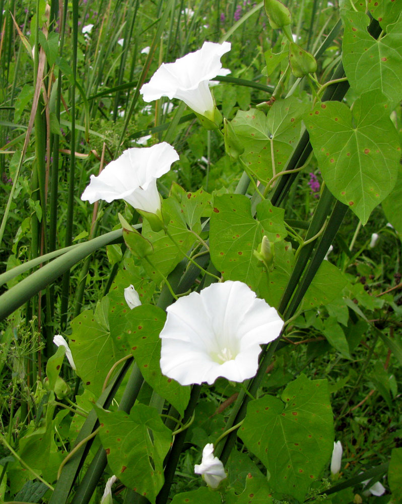 Image of Calystegia sepium specimen.