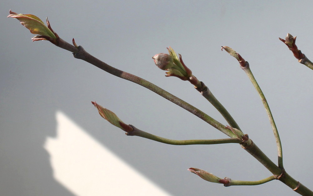 Image of Cynoxylon florida specimen.