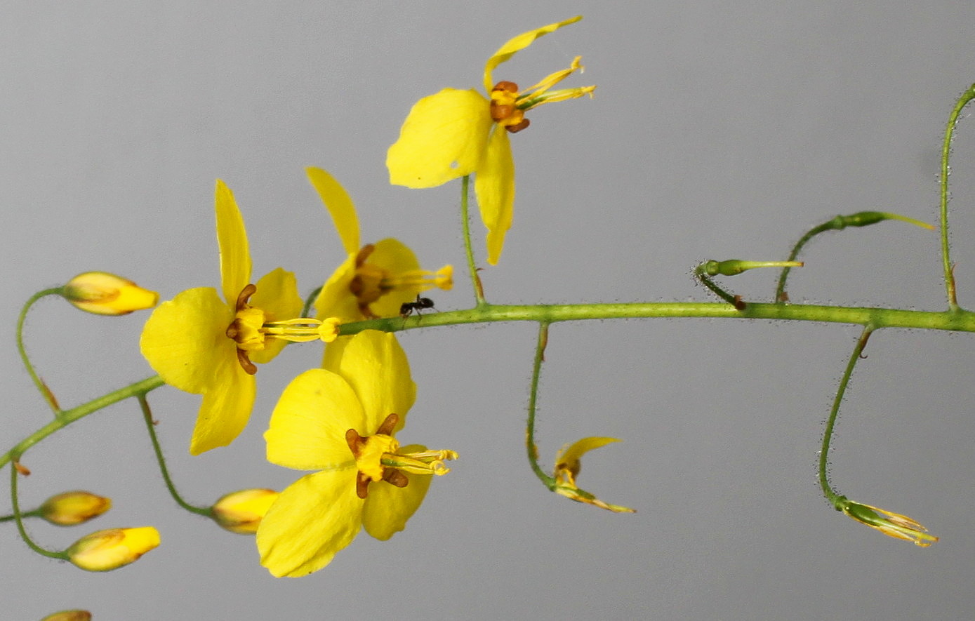 Image of Epimedium &times; perralchicum specimen.