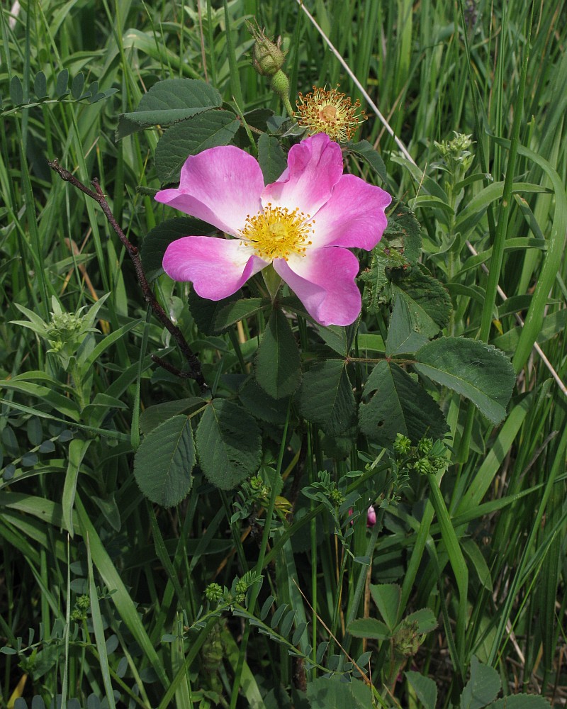 Image of Rosa gallica specimen.