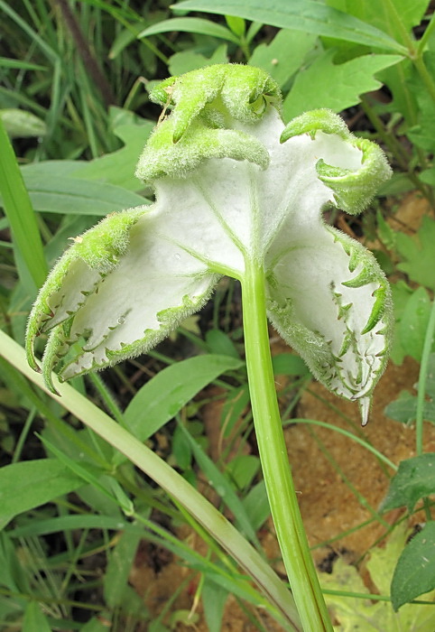 Image of Petasites tatewakianus specimen.