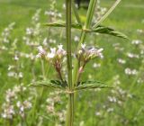 Nepeta nuda