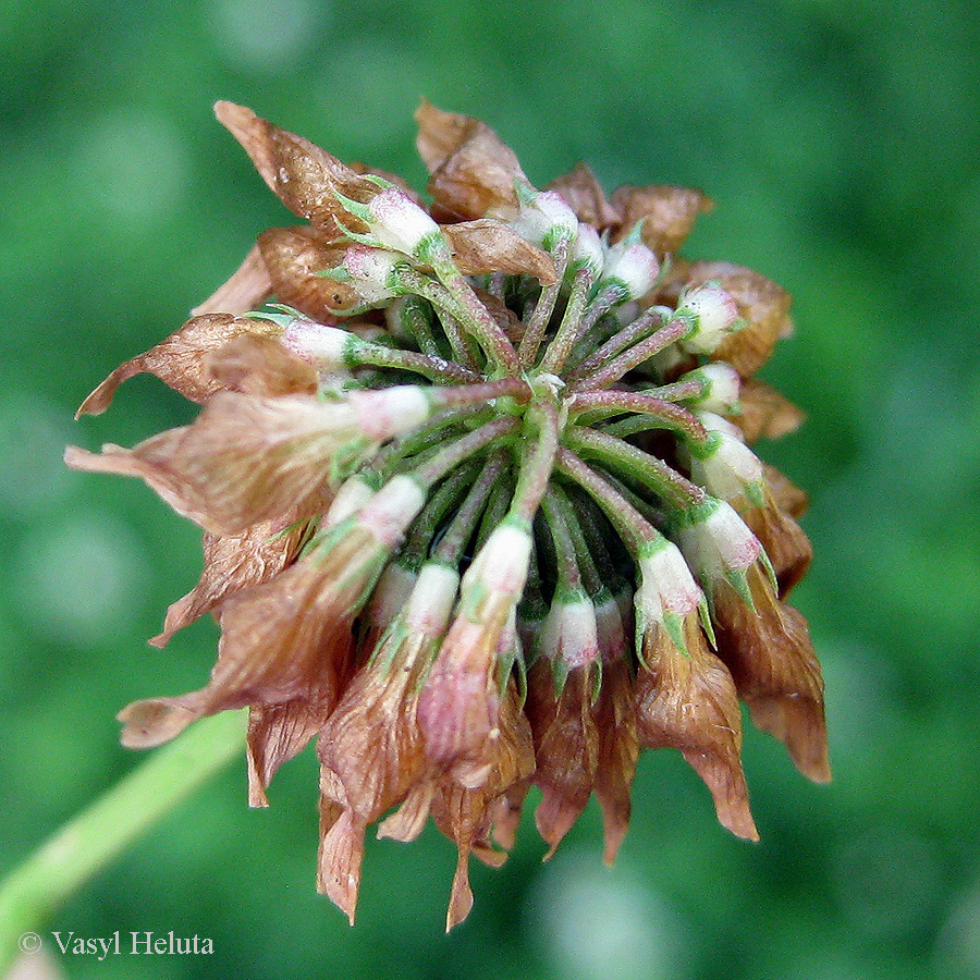 Image of Trifolium hybridum specimen.