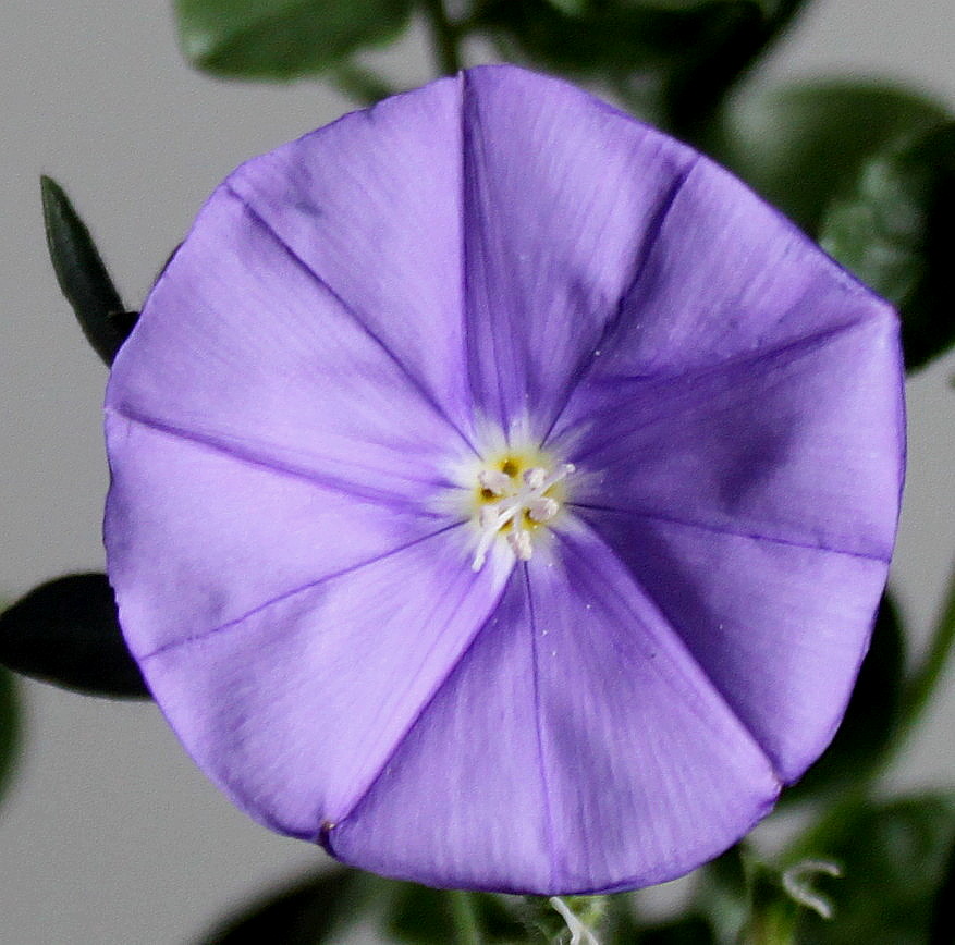 Image of familia Convolvulaceae specimen.