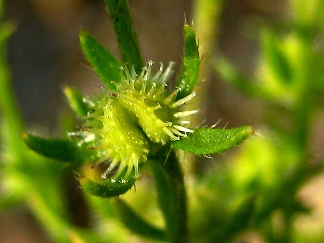 Image of Lappula squarrosa specimen.