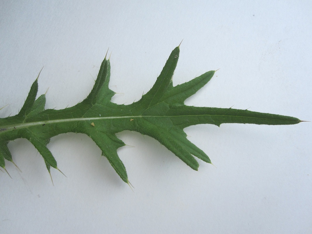 Image of Cirsium vulgare specimen.