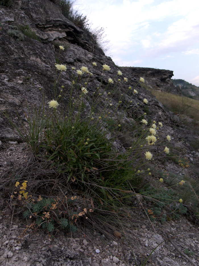 Изображение особи Cephalaria coriacea.