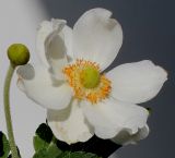 Anemone vitifolia. Цветок. Германия, г. Кемпен, в парке. 07.09.2012.