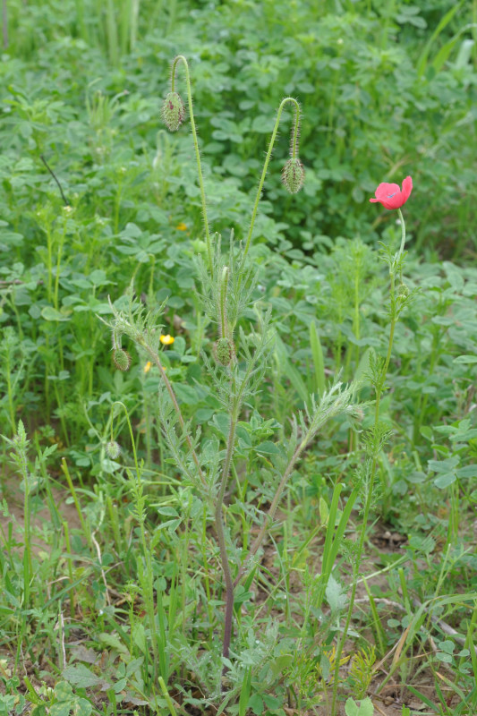 Изображение особи Papaver rhoeas.