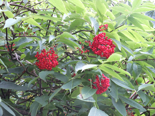 Изображение особи Sambucus miquelii.