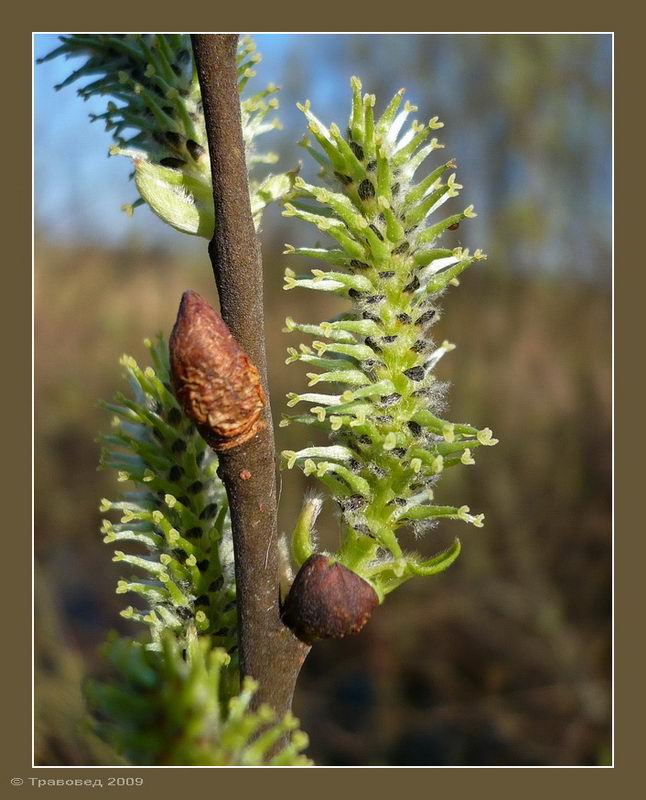 Изображение особи Salix caprea.