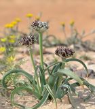 Allium rothii. Цветущие растения. Israel, Arad Valley. 26.03.2012.