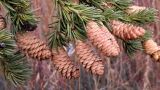 Picea obovata