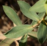 Euphorbia goldei