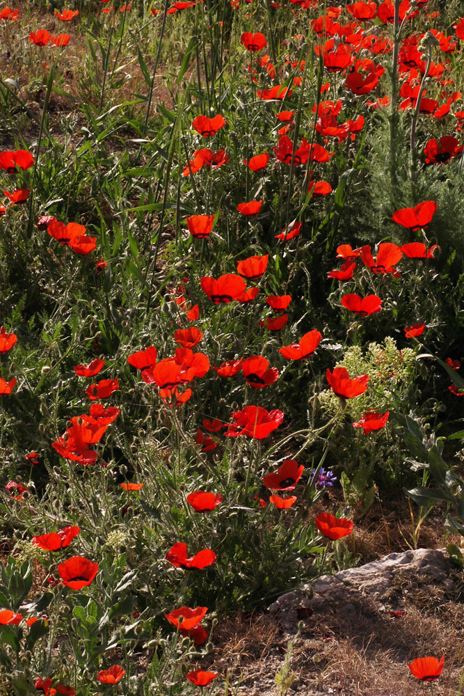 Image of Papaver pavoninum specimen.