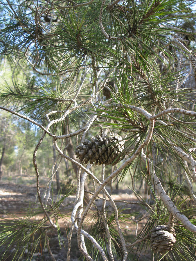 Image of Pinus halepensis specimen.