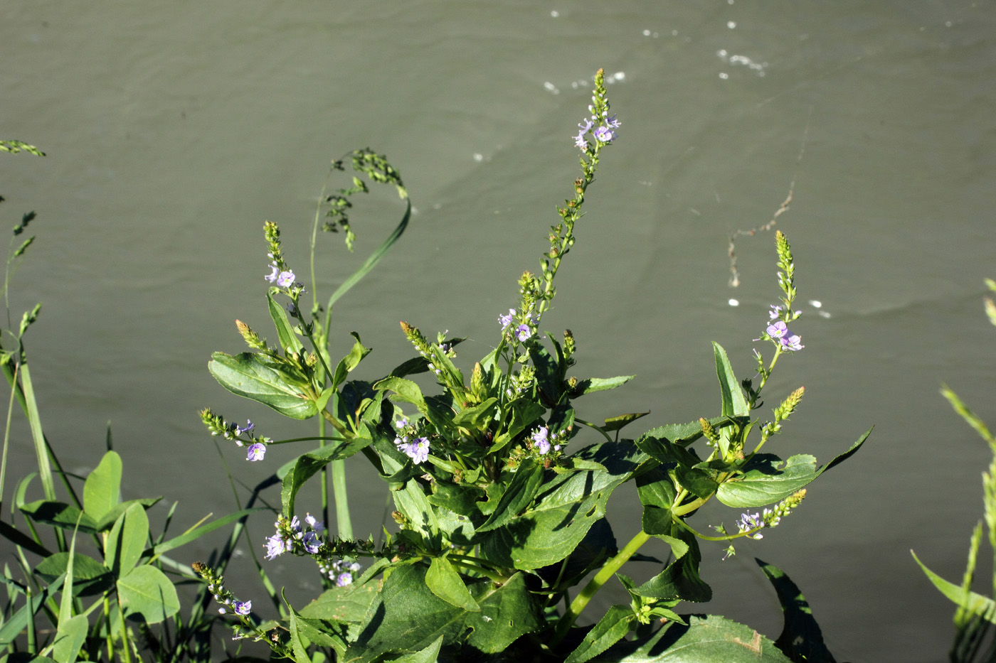 Изображение особи Veronica anagallis-aquatica.