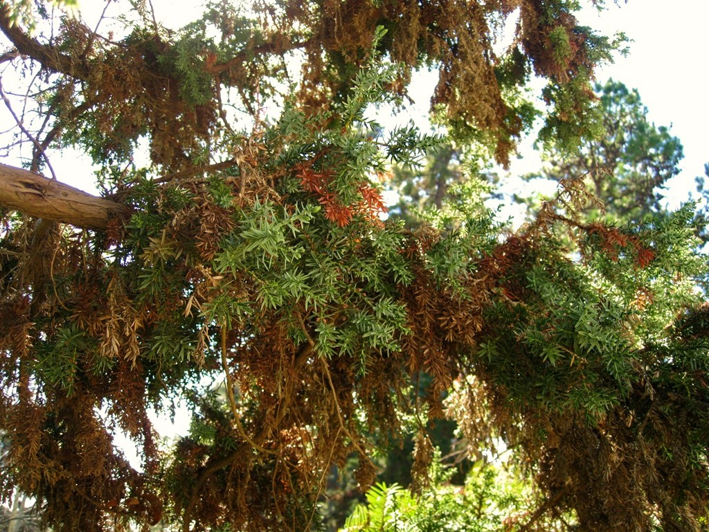 Image of Juniperus drupacea specimen.