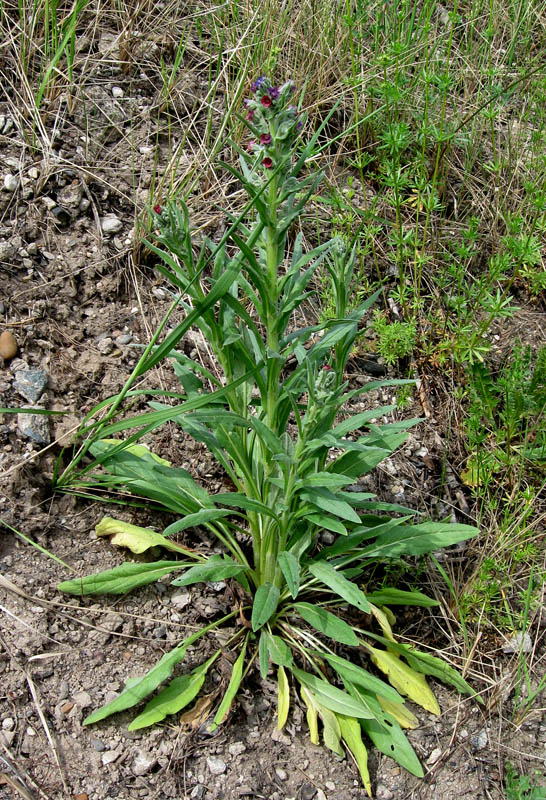 Image of Cynoglossum officinale specimen.