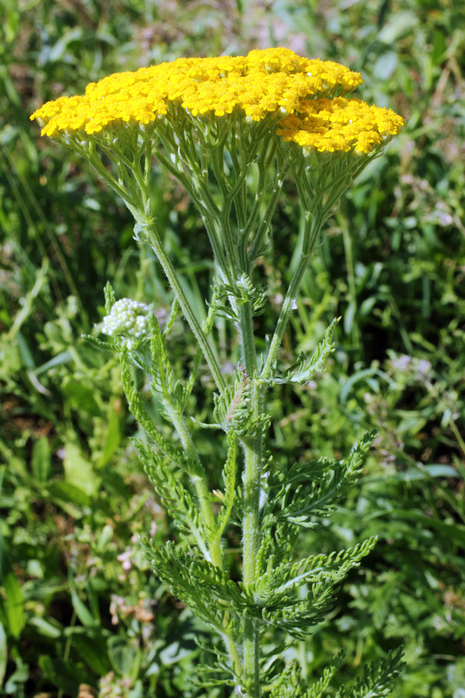 Image of Achillea arabica specimen.